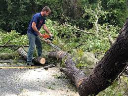  Woodbury, NJ Tree Services Pros