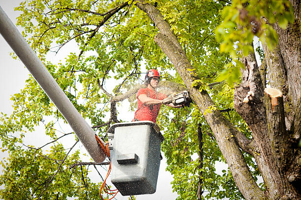 Professional Tree Services in Woodbury, NJ